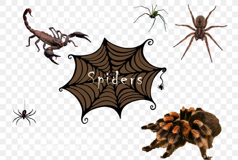 Spider Eight Legs Scorpion Tegenaria Domestica Insect, PNG, 768x554px, Spider, Animal, Arachnid, Black House Spider, Collage Download Free