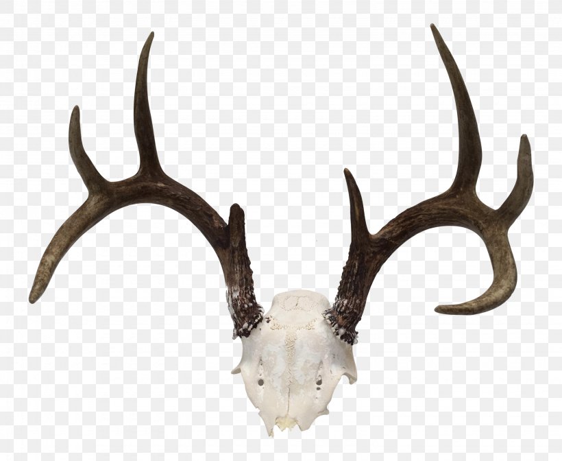 White-tailed Deer Antler Horn Trophy Hunting, PNG, 3070x2518px, Deer, Antler, Campsite, Chairish, Horn Download Free