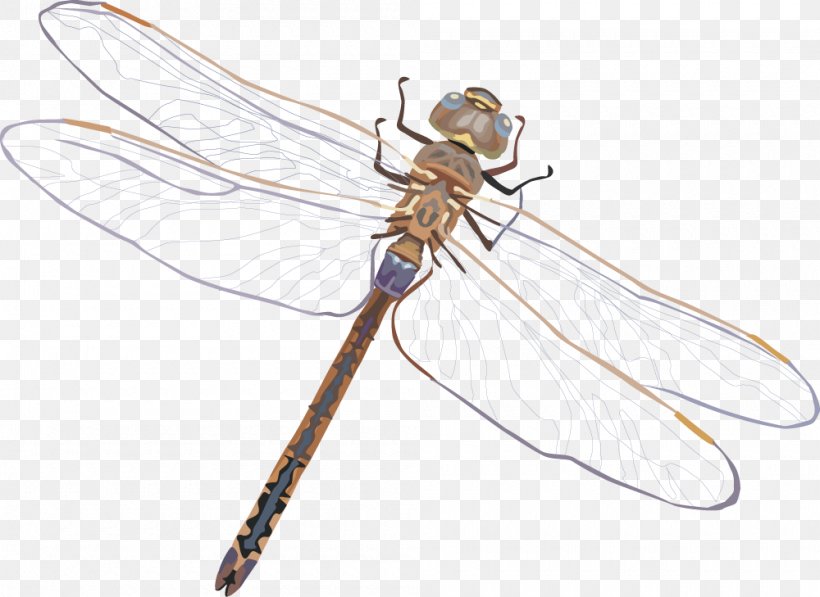 Dragonfly Euclidean Vector, PNG, 1000x729px, Dragonfly, Arthropod, Dragonflies And Damseflies, Fly, Gratis Download Free