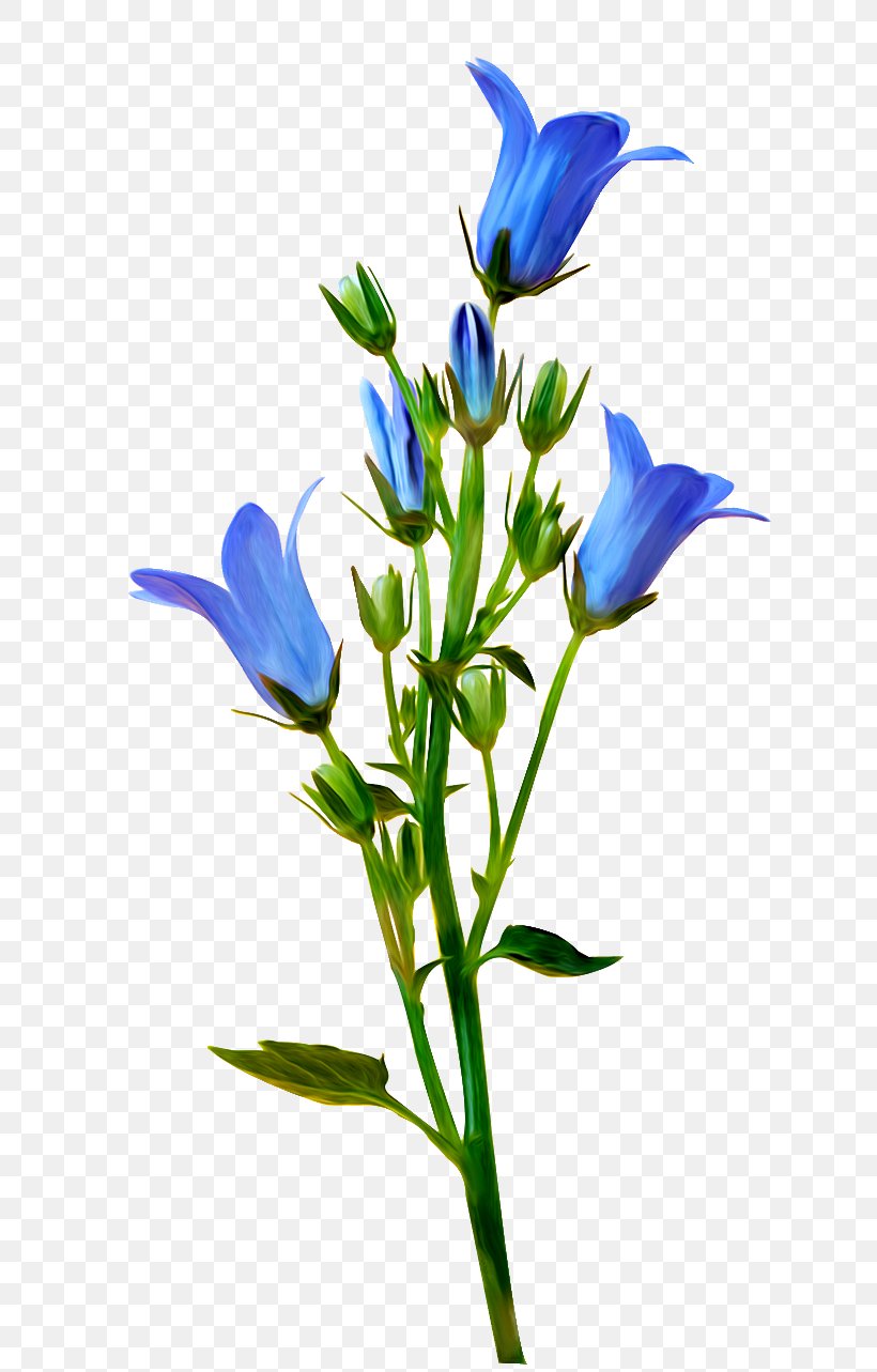 Flower Yandex Search Blossom Blue Clip Art, PNG, 650x1283px, Flower, Bellflower Family, Blossom, Blue, Branch Download Free