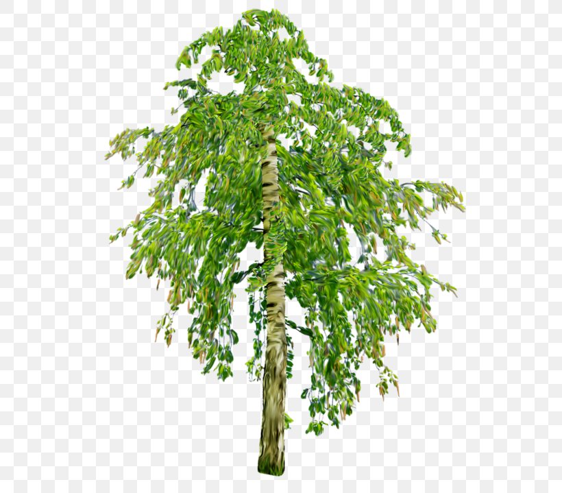 Hardwood Softwood Tree Oak Deciduous, PNG, 565x719px, Hardwood, Branch