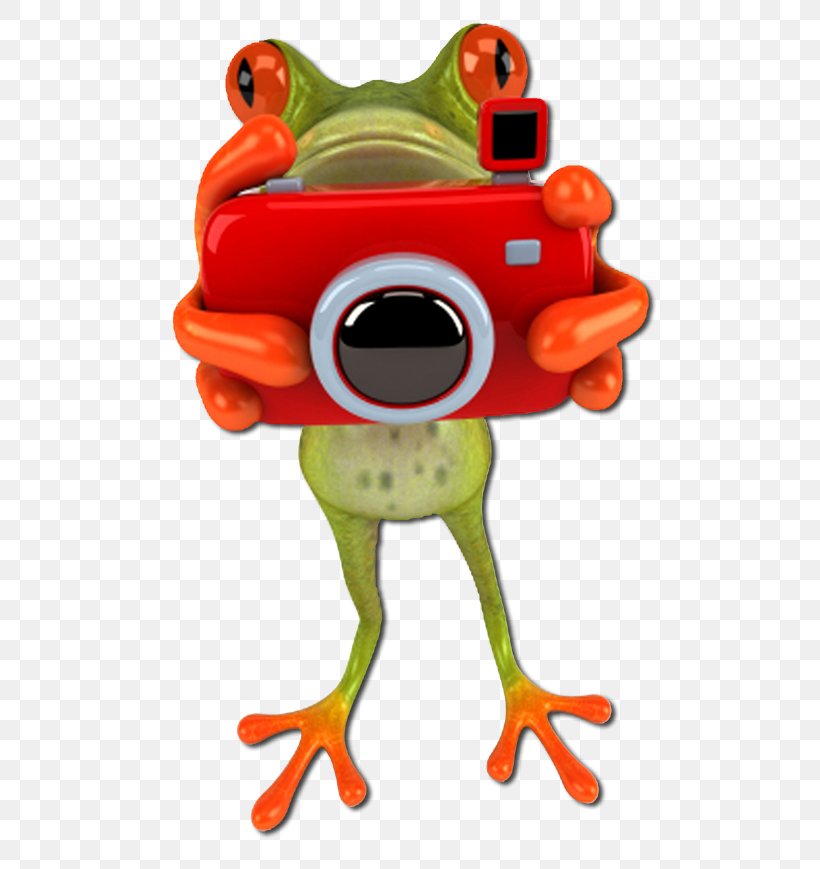 Infocus Photography Insurance Frog, PNG, 600x869px, Photography, Amphibian, Camera, Frog, Infocus Photography Insurance Download Free