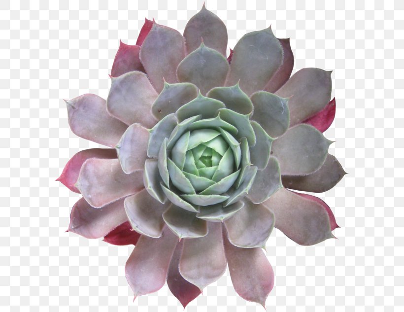 Succulent Plant Cactaceae Petal Leaf, PNG, 600x633px, Succulent Plant, Cactaceae, China Rose, Echeveria, Flower Download Free