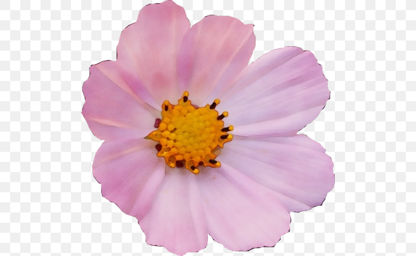 Annual Plant Garden Cosmos Aster Flower Plants, PNG, 500x506px, Watercolor, Annual Plant, Aster, Biology, Flower Download Free