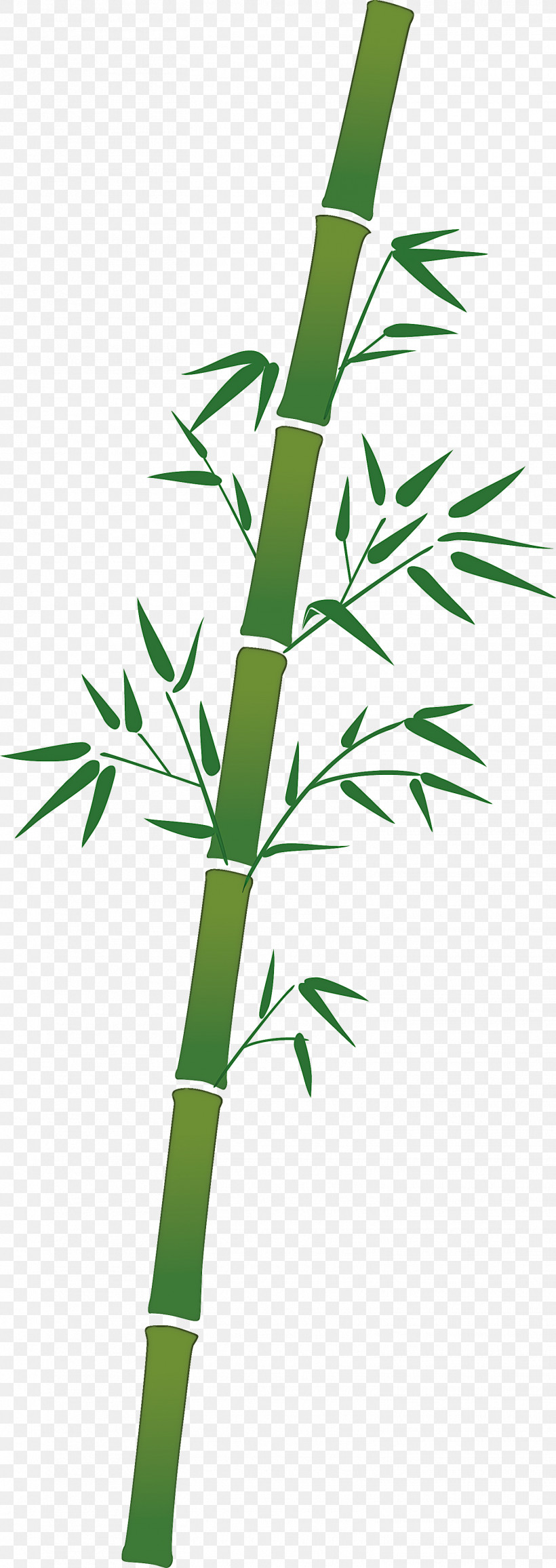 Bamboo Leaf, PNG, 1516x4278px, Bamboo, Branch, Elymus Repens, Flower, Grass Download Free