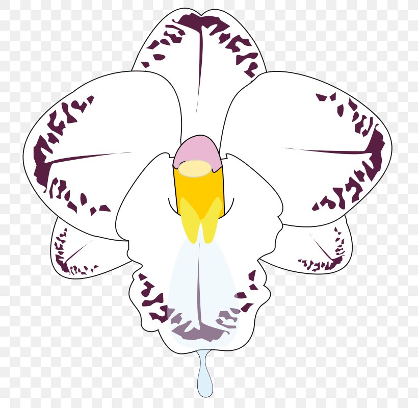 Flower Orchids Clip Art, PNG, 757x800px, Flower, Artwork, Beak, Color, Description Download Free