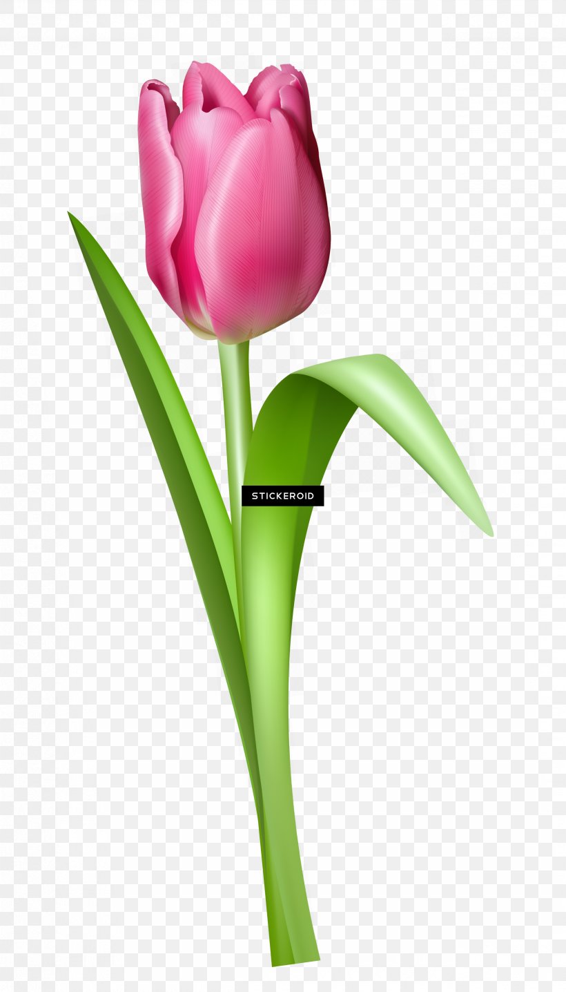 Lily Flower Cartoon, PNG, 2475x4335px, Tulip, Artificial Flower, Bud, Cut Flowers, Flower Download Free