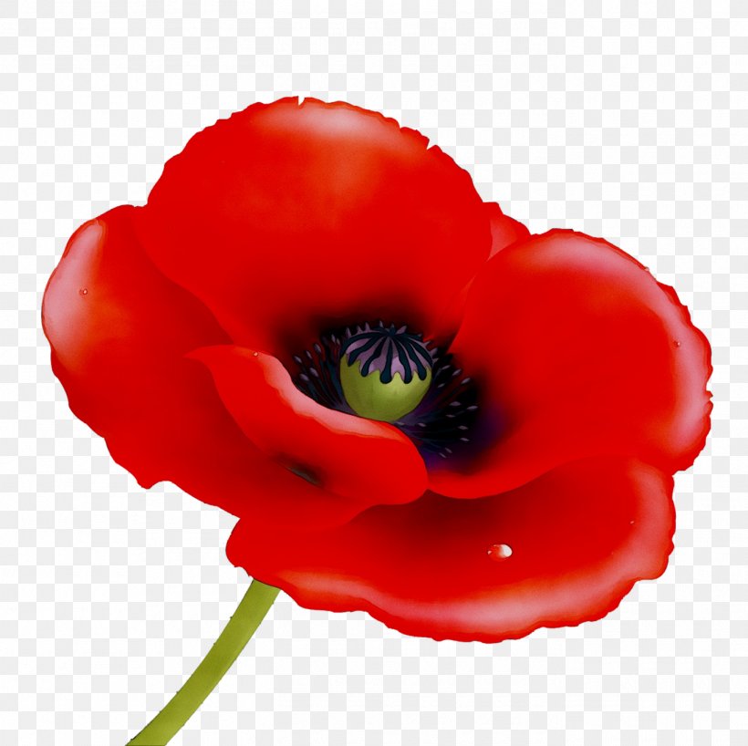 Remembrance Poppy Vector Graphics Stock Photography Image, PNG, 1370x1368px, Poppy, Anemone, Annual Plant, Armistice Day, Common Poppy Download Free