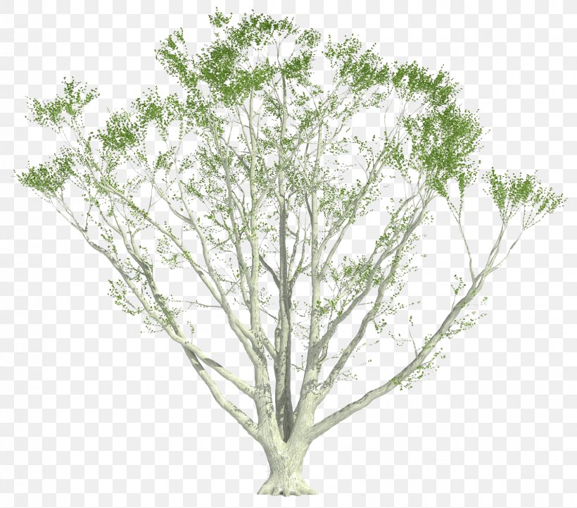 Shrub Plants Twig Tree Plant Stem, PNG, 1606x1413px, Shrub, Branch, Flower, Grass, Leaf Download Free