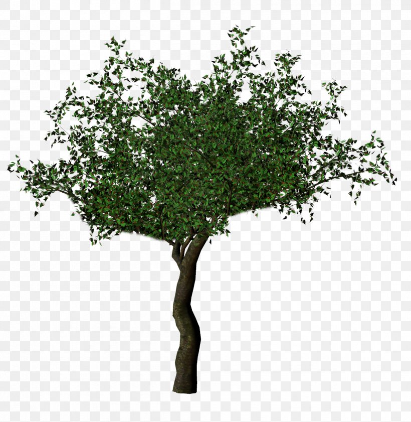 Transparency Tree Oak Image Desktop Wallpaper, PNG, 1253x1286px, Tree, Ash, Bonsai, Branch, Deciduous Download Free