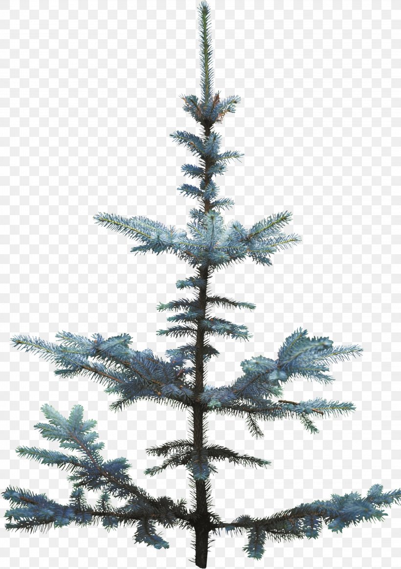 Christmas Tree Spruce Pine Fir, PNG, 3253x4621px, Christmas Tree, Branch, Cedar, Christmas, Christmas Decoration Download Free