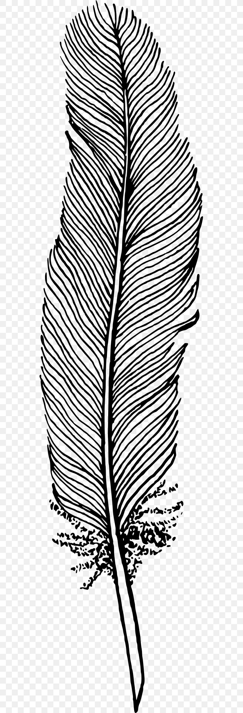 Feather Drawing Bird Clip Art, PNG, 553x2399px, Feather, Area, Artwork, Bird, Black Download Free