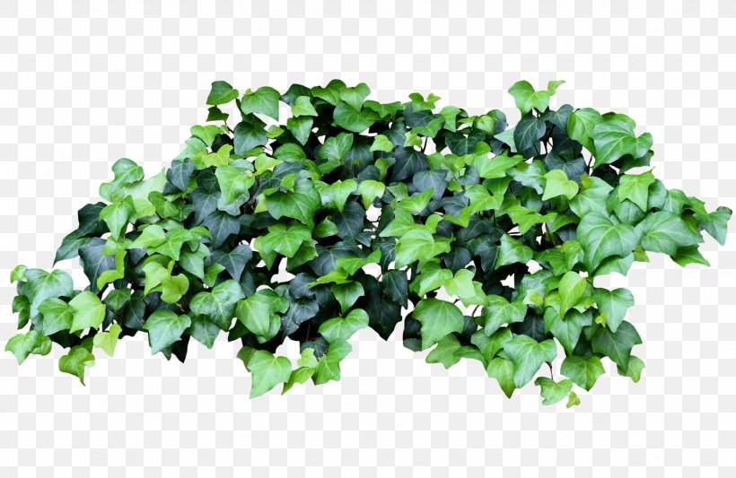 Groundcover Lawn Tree Annual Plant Leaf, PNG, 1536x1000px, Groundcover, Annual Plant, Grass, Ivy, Ivy Family Download Free