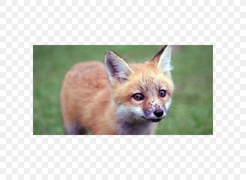 Red Fox Kit Fox Dhole Fox Hunting, PNG, 600x600px, Red Fox, Animal, Carnivoran, Dhole, Dog Like Mammal Download Free