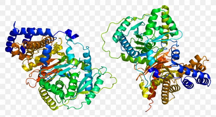 Carnitine O-acetyltransferase Acyltransferase Carnitine Palmitoyltransferase I, PNG, 1073x585px, Carnitine Oacetyltransferase, Acetyl Group, Acetylcoa, Acetyltransferase, Acyl Group Download Free