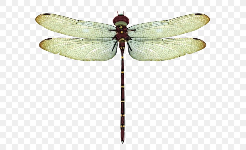 Dragonfly Round2 Android Pterygota, PNG, 600x500px, Dragonfly, Android, Animal, Arthropod, Dragonflies And Damseflies Download Free