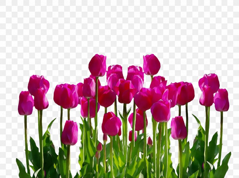 Purple Watercolor Flower, PNG, 1280x951px, Watercolor, Blume, Bud, Cut Flowers, Daffodil Download Free