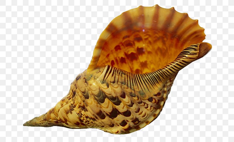 Seashell Conch Sand Mollusc Shell, PNG, 722x498px, Seashell, Beach, Caracol, Clams Oysters Mussels And Scallops, Conch Download Free