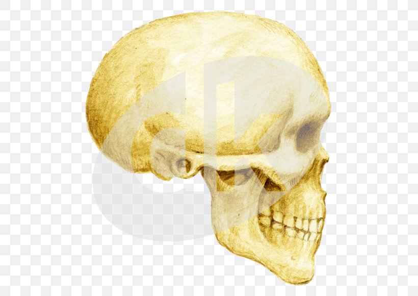 Skull Organism, PNG, 800x580px, Skull, Bone, Jaw, Organism Download Free