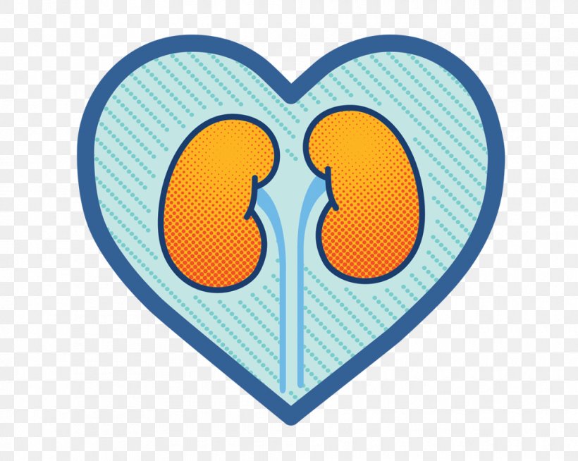 Acute Kidney Failure Heart Failure Tubulo Renale, PNG, 1010x806px, Kidney, Acute Kidney Failure, Cardiac Catheterization, Cardiac Surgery, Cardiology Download Free