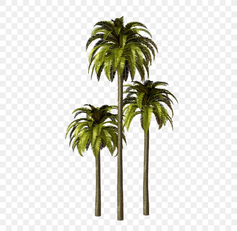 Asian Palmyra Palm Arecaceae Babassu, PNG, 440x800px, Asian Palmyra Palm, Areca Nut, Arecaceae, Arecales, Attalea Speciosa Download Free