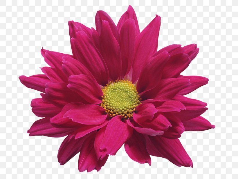 Chrysanthemum Xd7grandiflorum Clip Art, PNG, 718x618px, Chrysanthemum Xd7grandiflorum, Chrysanthemum, Chrysanths, Color, Cut Flowers Download Free