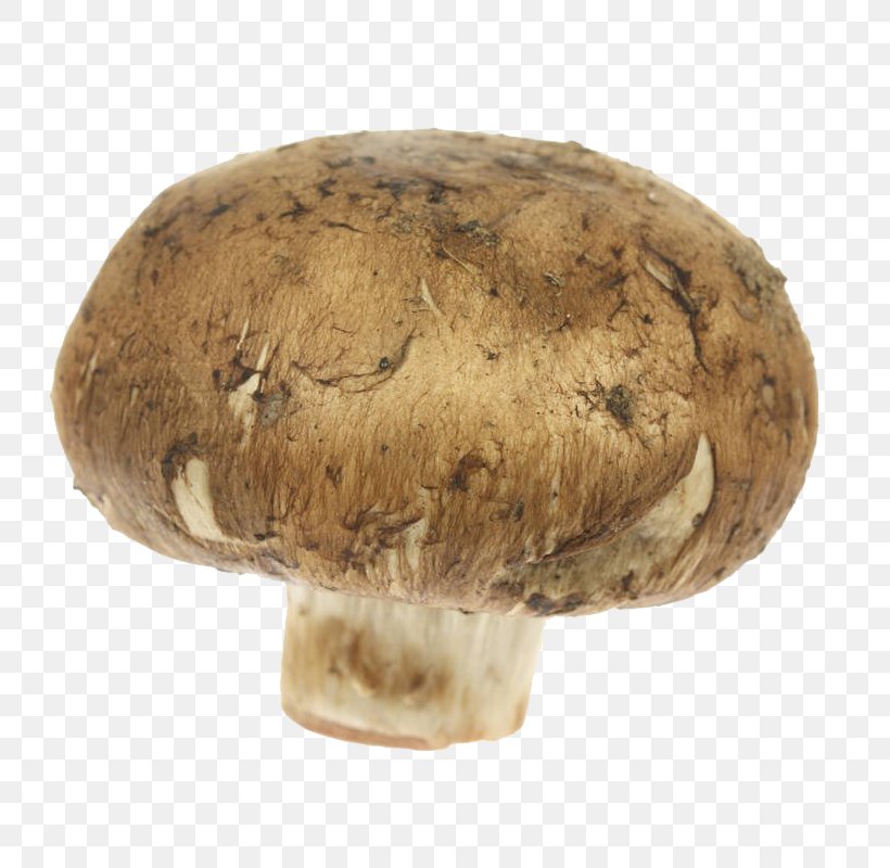 Common Mushroom Shiitake Matsutake Edible Mushroom Medicinal Fungi, PNG, 800x800px, Common Mushroom, Agaricaceae, Agaricomycetes, Agaricus, Champignon Mushroom Download Free