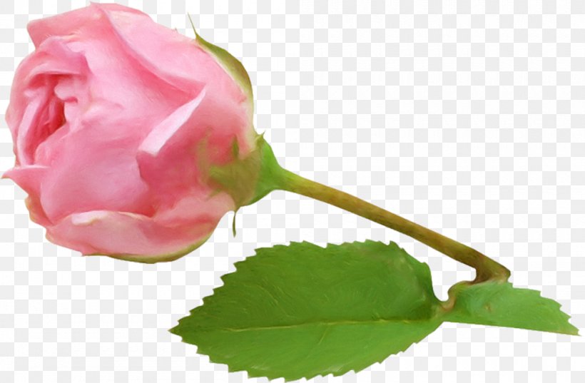 Garden Roses Cabbage Rose Petal Still Life: Pink Roses, PNG, 1000x656px, Garden Roses, Branch, Bud, Cabbage Rose, China Rose Download Free