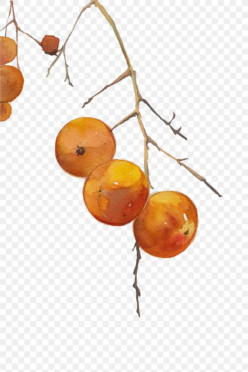 Persimmon Clip Art, PNG, 1335x2000px, Persimmon, Art, Auglis, Autumn, Food Download Free