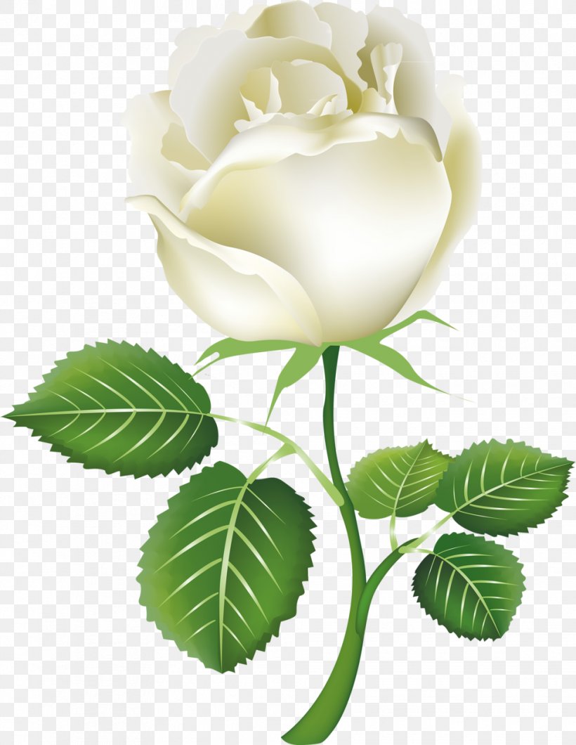 Rose White Clip Art, PNG, 990x1280px, Rose, Color, Cut Flowers, Flower, Flowering Plant Download Free