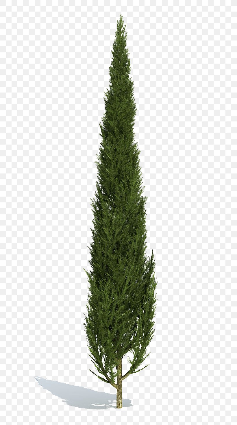 Stone Pine Tree Populus Nigra Cupressus, PNG, 769x1470px, Stone Pine, Biome, Christmas, Christmas Decoration, Christmas Ornament Download Free