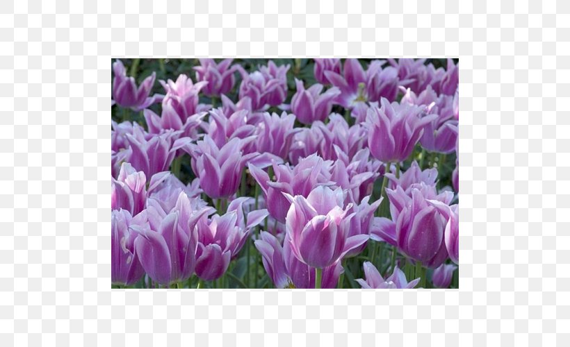 Tulip Crocus Petal Herbaceous Plant, PNG, 500x500px, Tulip, Crocus, Flower, Flowering Plant, Herbaceous Plant Download Free