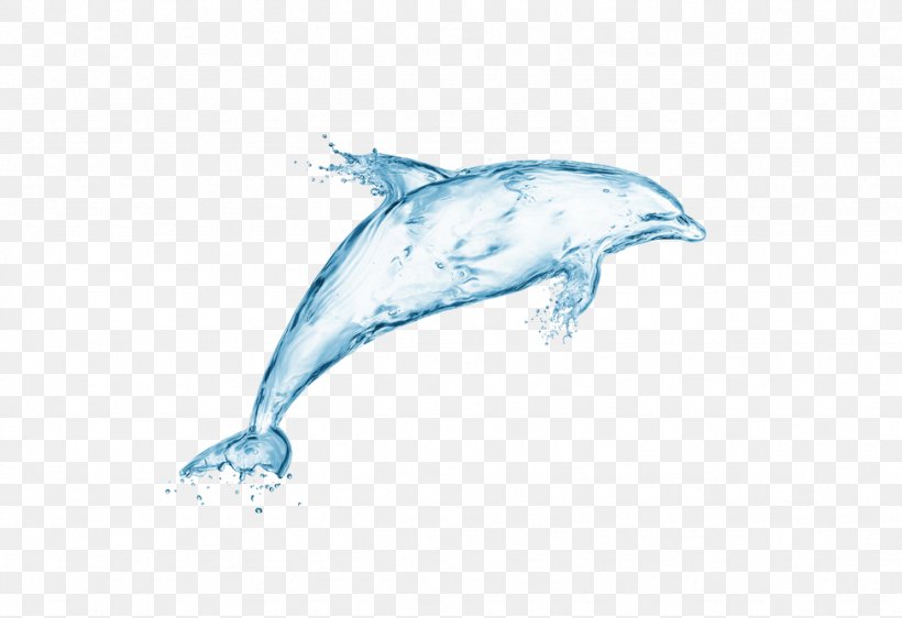 Dolphin Stock Photography Water Wallpaper, PNG, 974x668px, Dolphin, Animal, Cetacea, Common Bottlenose Dolphin, Computer Download Free
