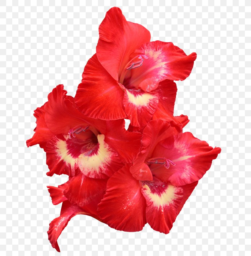 Gladiolus Red Flower Bulb Yellow, PNG, 650x837px, Gladiolus, Blue, Bulb, Color, Cut Flowers Download Free