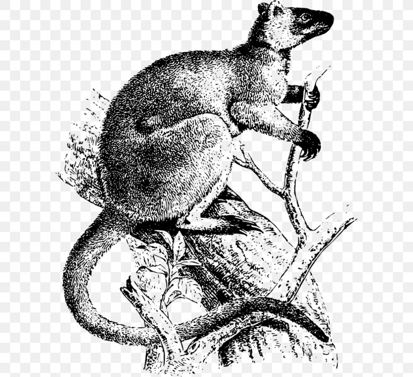 Koala Vertebrate Marsupial Kangaroo Macropodidae, PNG, 600x748px, Koala, Amphibian, Animal, Art, Black And White Download Free