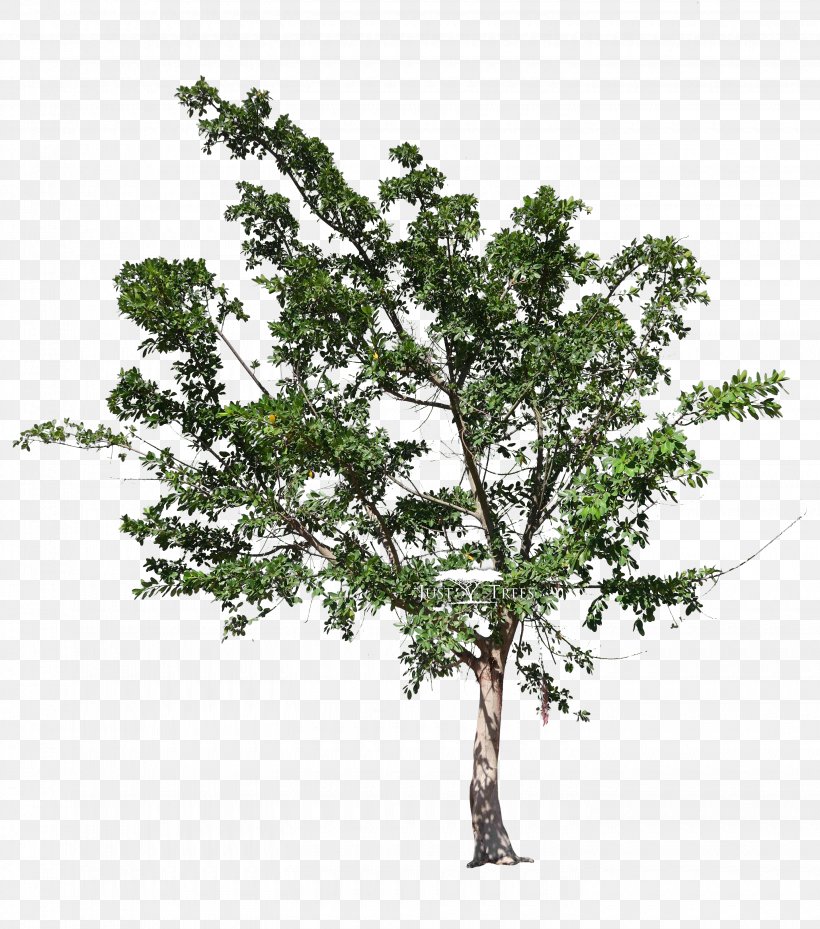 Plane Tree Family Oak Fig Trees Ficus Natalensis, PNG, 2880x3265px, Plane Tree Family, Acacia Galpinii, Branch, Evergreen, Fig Trees Download Free