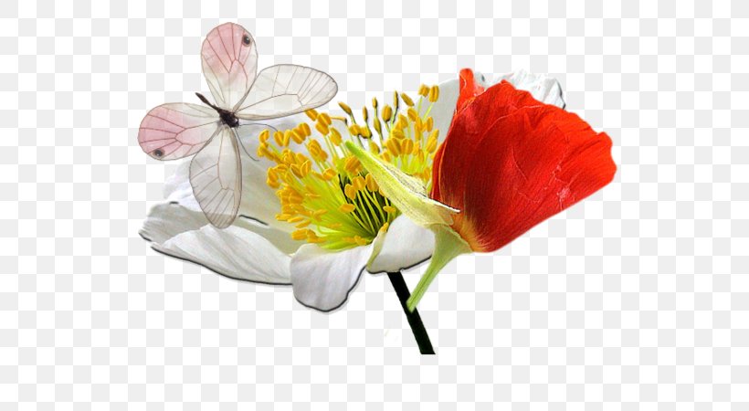 Poppy Idea Flower Handicraft, PNG, 600x450px, Poppy, Alstroemeriaceae, Askartelu, Blossom, Bricolage Download Free