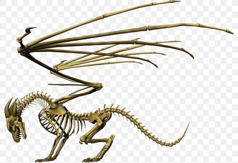 Skeleton Chinese Dragon Skull Invertebrate, PNG, 790x563px, Skeleton, Bone, Chinese Dragon, Creature, Dragon Download Free