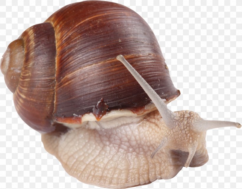 Snail Escargot Orthogastropoda Animal, PNG, 1417x1110px, Snail, Animal, Designer, Drawing, Escargot Download Free
