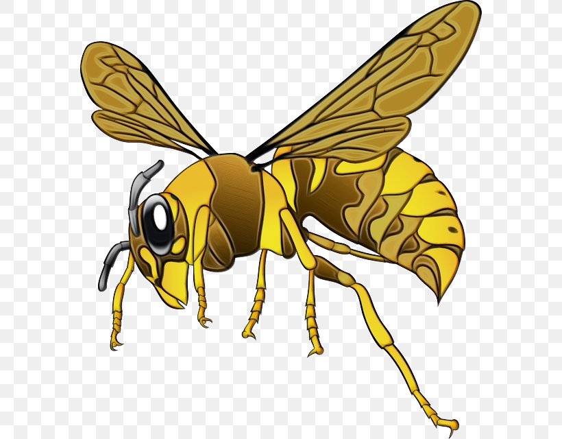 Bee Background, PNG, 586x640px, Watercolor, Bee, Bumblebee, Carpenter Bee, Eumenidae Download Free