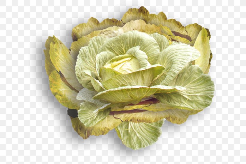 Cabbage Spring Greens Blood Sweat & Tears Romaine Lettuce, PNG, 640x548px, Cabbage, Blood Sweat Tears, Bts, Cauliflower, Drawing Download Free