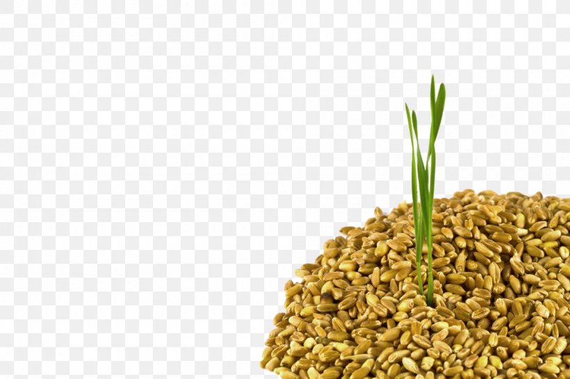 Common Wheat Cereal Ear Crop Harvest, PNG, 1000x666px, Common Wheat, Agriculture, Barley, Cereal, Commodity Download Free
