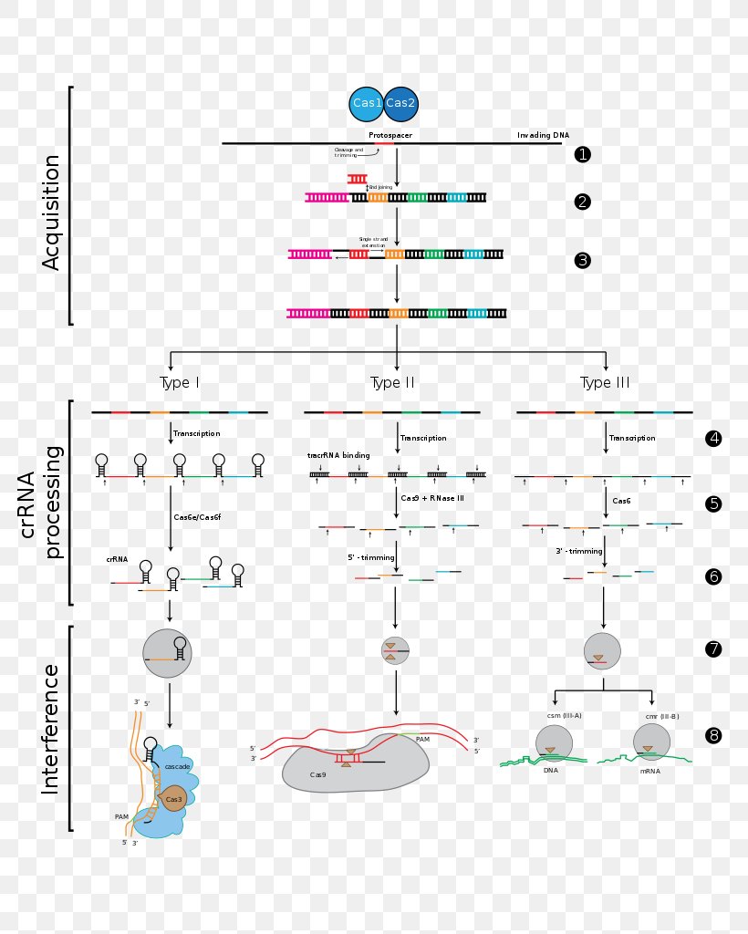 CRISPR Cas9 Genome Editing DNA RNA, PNG, 791x1024px, Crispr, Area, Bacteria, Diagram, Dna Download Free