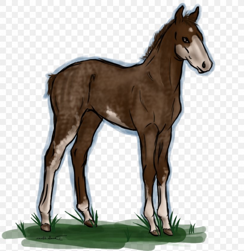 Foal Mustang Colt Stallion Halter, PNG, 881x907px, Foal, Bridle, Colt, Fauna, Halter Download Free