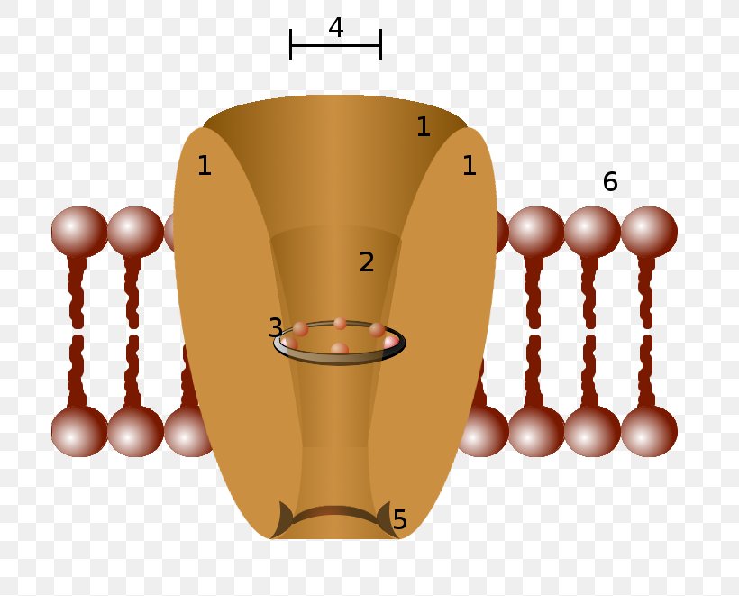 Ion Channel Cell Membrane Potassium Channel Biological Membrane, PNG, 705x661px, Ion Channel, Biological Membrane, Biology, Cell, Cell Membrane Download Free