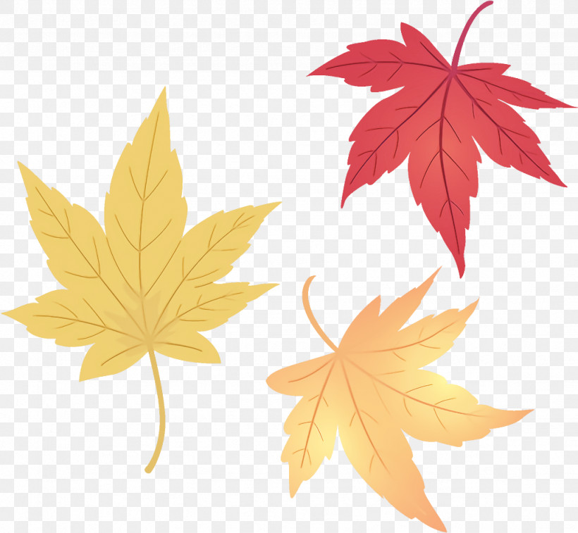 Maple Leaves Autumn Leaves Fall Leaves, PNG, 1026x948px, Maple Leaves, Autumn Leaves, Black Maple, Deciduous, Fall Leaves Download Free