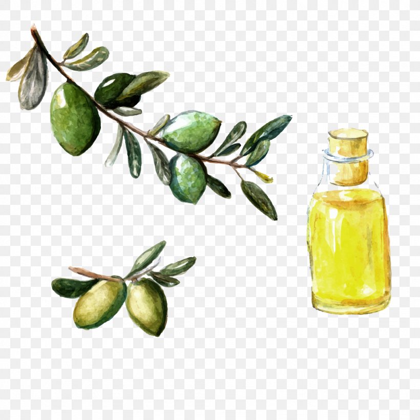 Argan Oil Watercolor Painting Olive, PNG, 1024x1024px, Argan Oil, Argan, Citrus, Cooking Oil, Food Download Free