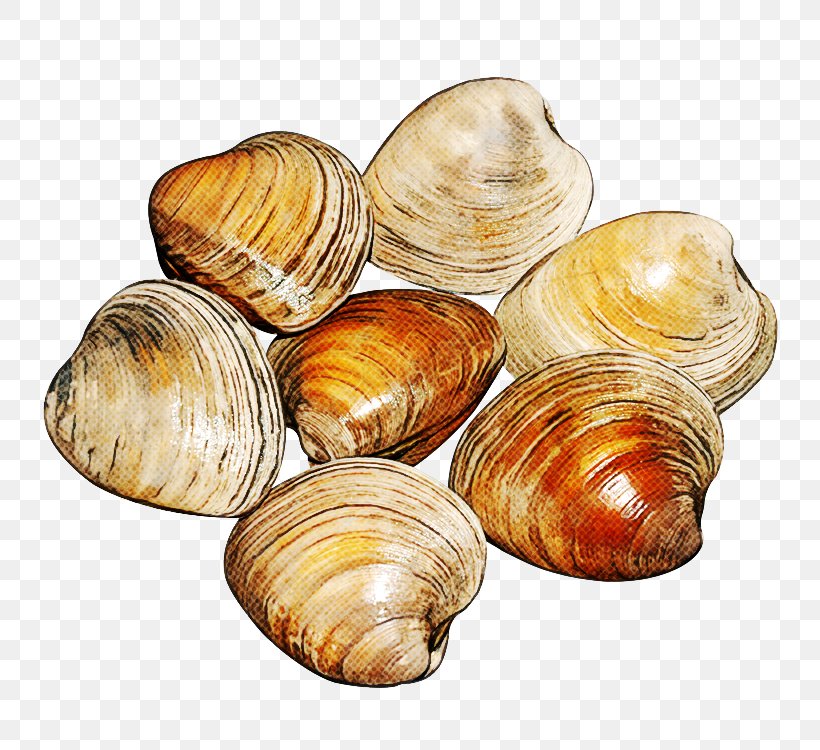 Clam Bivalve Baltic Clam Seafood Food, PNG, 750x750px, Clam, Baltic Clam, Bivalve, Cockle, Food Download Free
