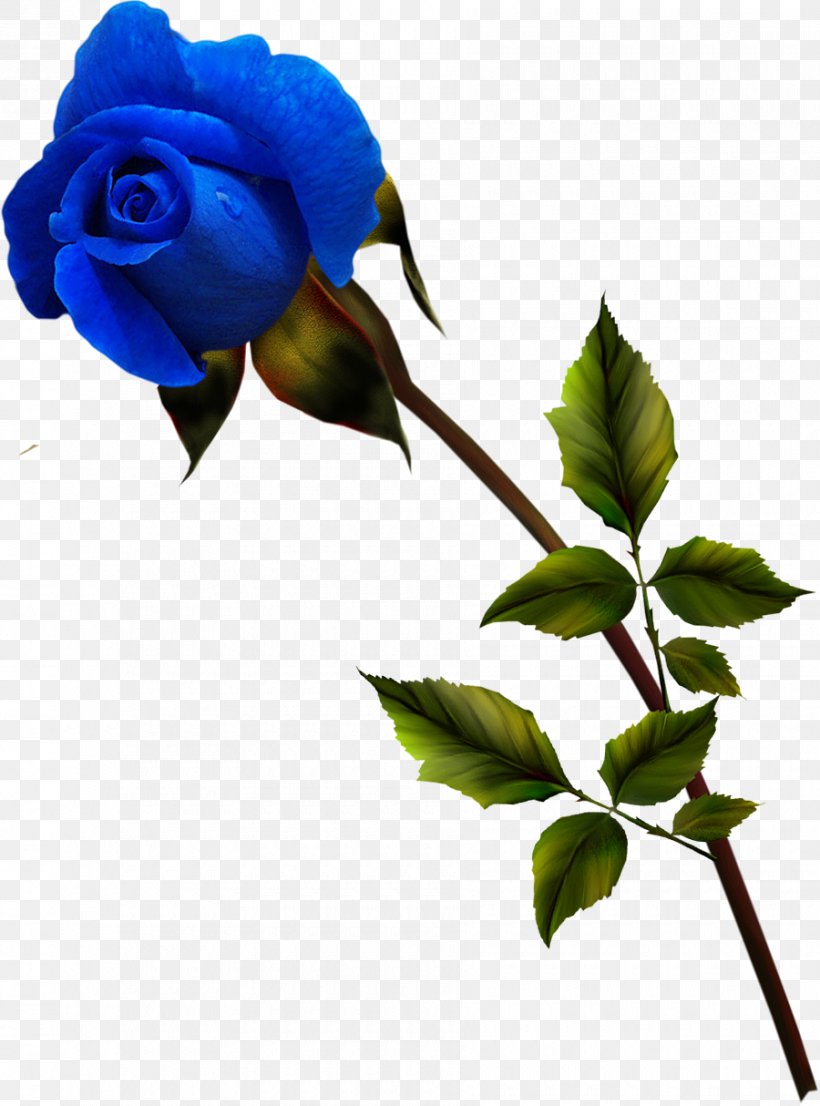 Garden Roses Blue Rose Rosa Gallica, PNG, 900x1214px, Garden Roses, Bird, Blue, Blue Rose, Branch Download Free