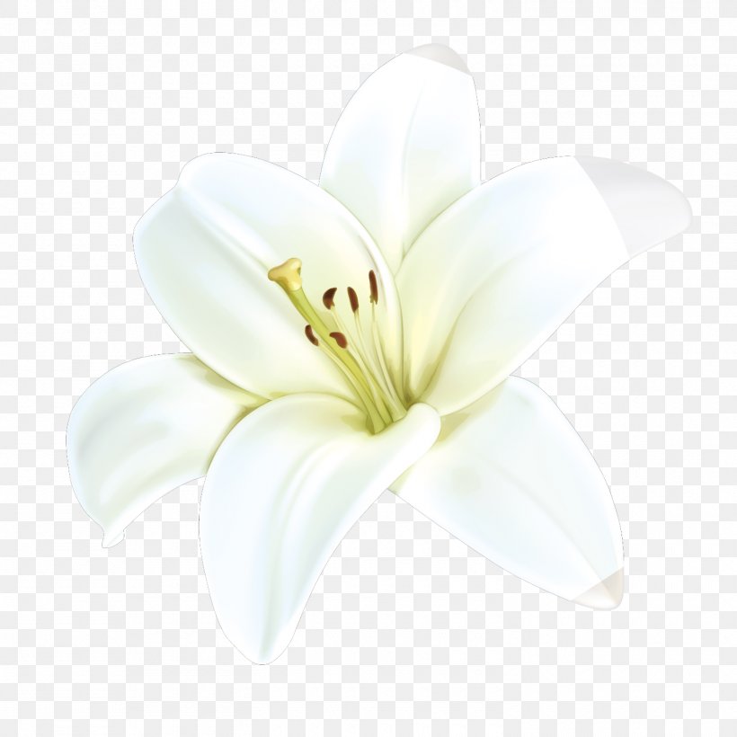White Petal Cut Flowers, PNG, 1500x1500px, Computer Software, Button, Creative Work, Cut Flowers, Flower Download Free